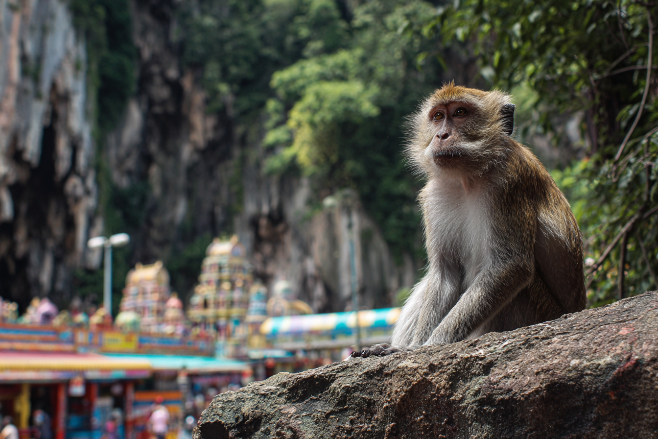 Kuala Lumpur: The City Where Steel, Spice and Sky Meet